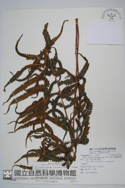 密毛毛蕨藏品圖，第1張