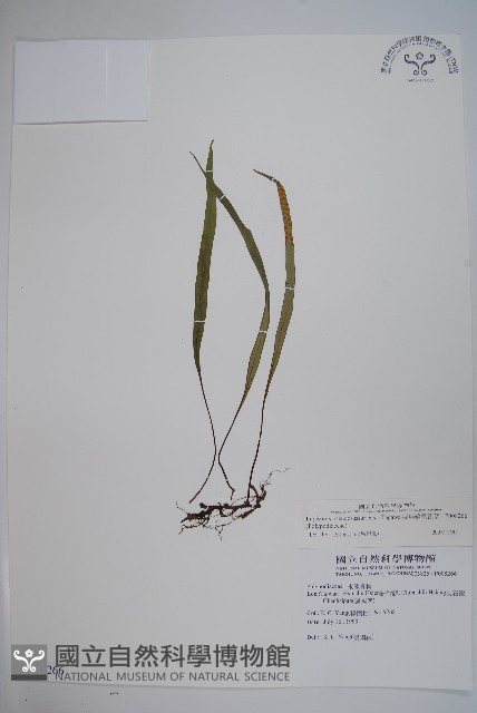 擬烏蘇里瓦葦藏品圖，第1張