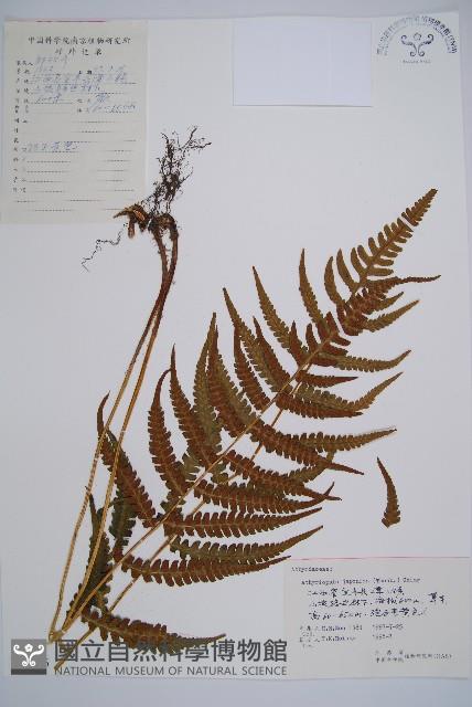 假蹄蓋蕨藏品圖，第1張