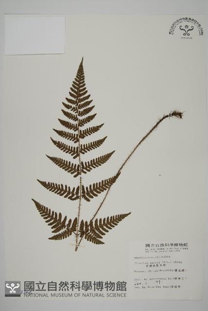 愛德氏肋毛蕨藏品圖，第1張