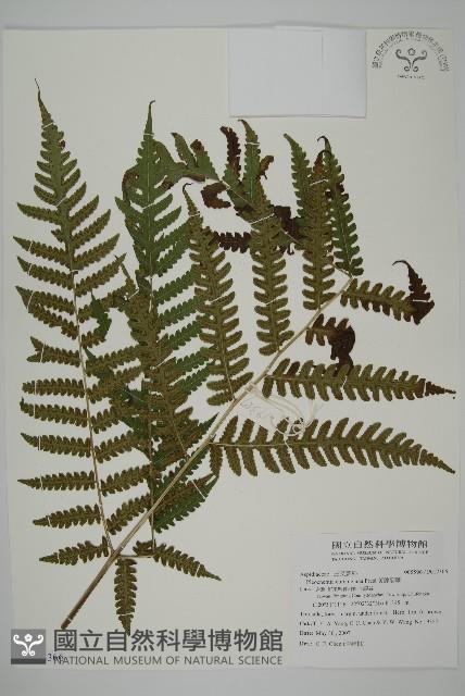 黃腺羽蕨藏品圖，第1張