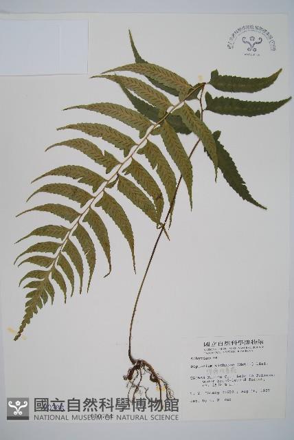 鋸齒雙蓋蕨、線葉雙蓋蕨、刺鱗雙蓋蕨藏品圖，第1張