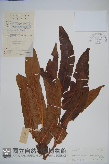 奇數鱗毛蕨藏品圖，第1張