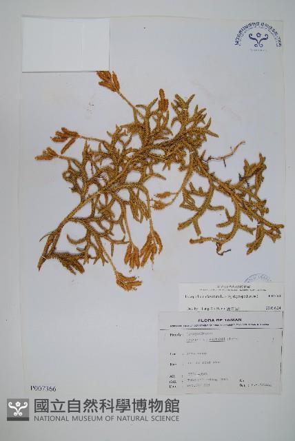 石松藏品圖，第1張