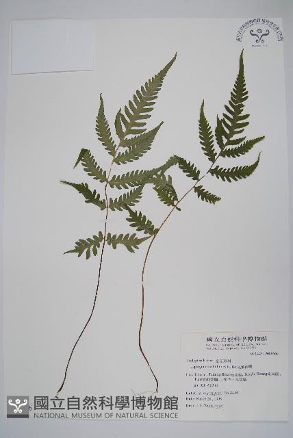 假蹄蓋蕨、東洋蹄蓋蕨藏品圖，第1張