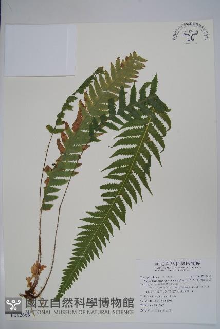 翅軸假金星蕨、短柄卵果蕨藏品圖，第1張