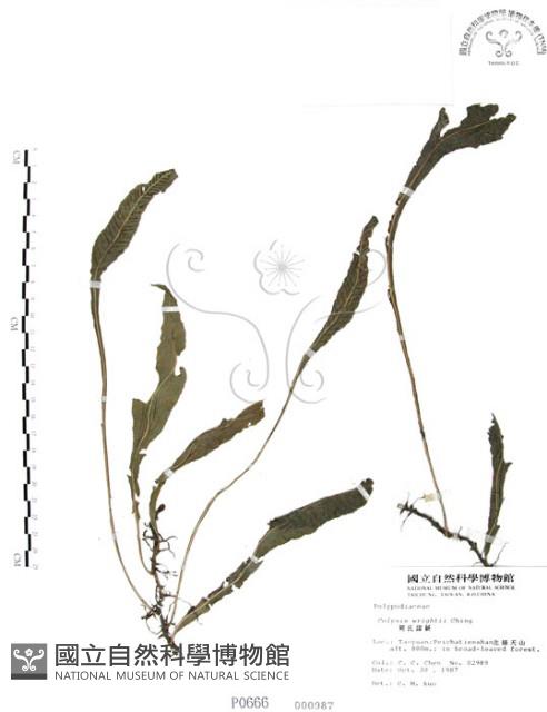 萊氏線蕨藏品圖，第1張