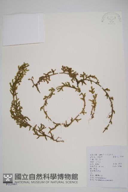 過山龍藏品圖，第1張