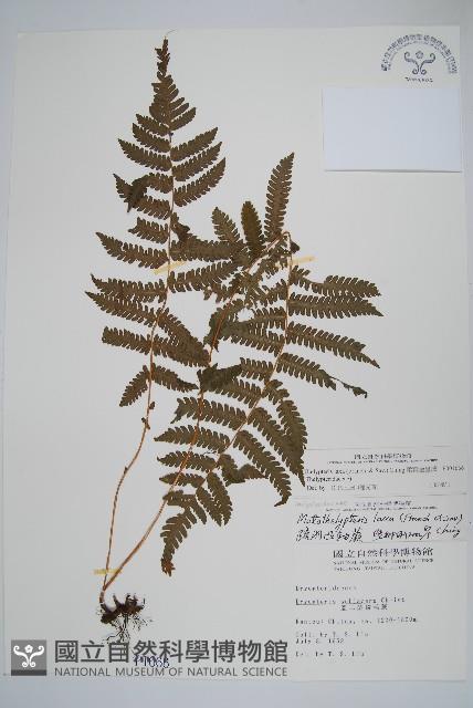 柔葉金星蕨藏品圖，第1張