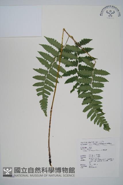 琉球雙蓋蕨藏品圖，第1張