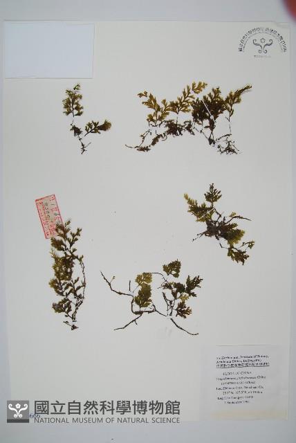 登錄號:P005666藏品圖，第1張