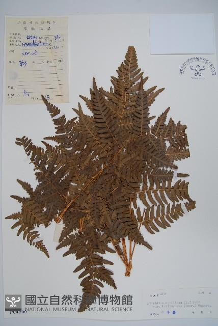 蕨藏品圖，第1張