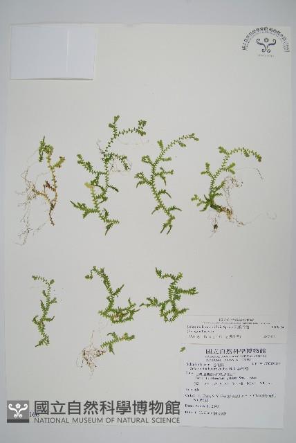 疏葉卷柏藏品圖，第1張