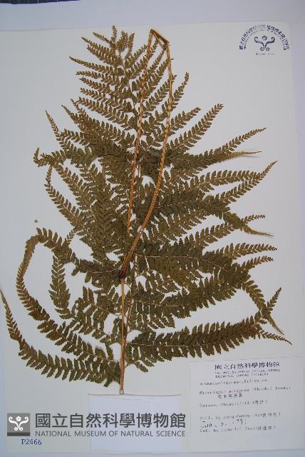 粗毛鱗蓋蕨藏品圖，第1張