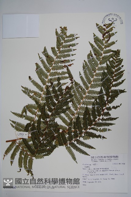 臺灣桫欏藏品圖，第1張