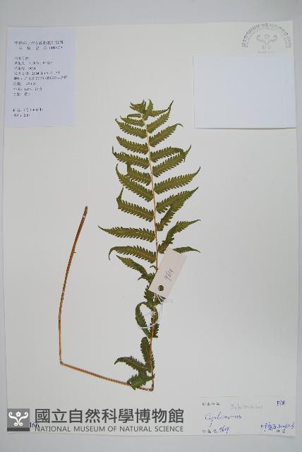 登錄號:P010466藏品圖，第1張