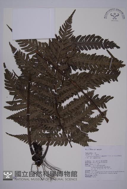 高士佛擬肋毛蕨藏品圖，第1張