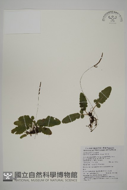 地耳蕨藏品圖，第1張