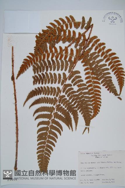 闊鱗鱗毛蕨藏品圖，第1張