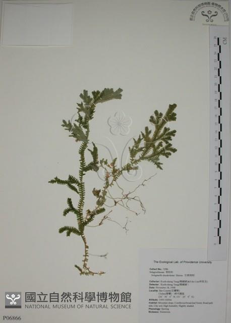 生根卷柏藏品圖，第1張