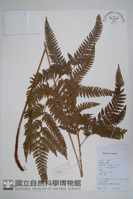 細葉複葉耳蕨藏品圖，第1張