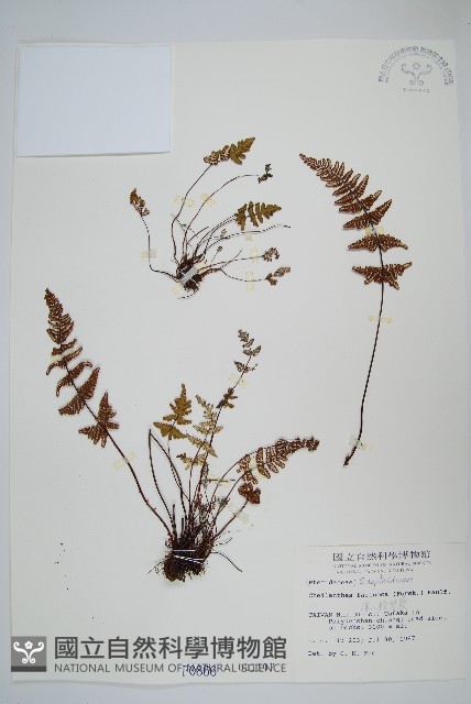 深山粉背蕨藏品圖，第1張