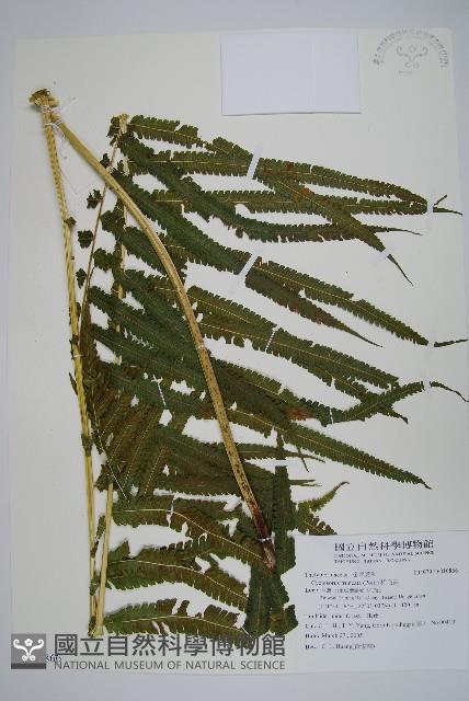 稀毛蕨藏品圖，第1張