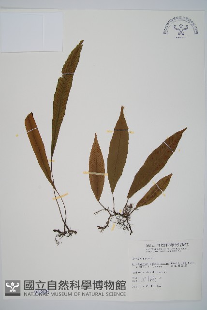 單葉雙蓋蕨藏品圖，第1張