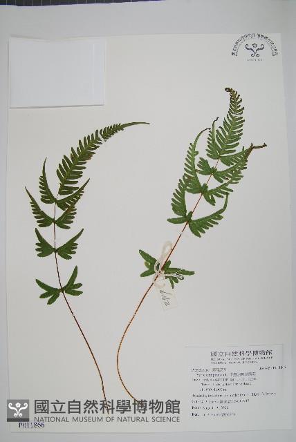 半邊羽裂鳳尾蕨藏品圖，第1張