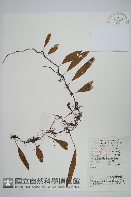 披針骨牌蕨藏品圖，第1張