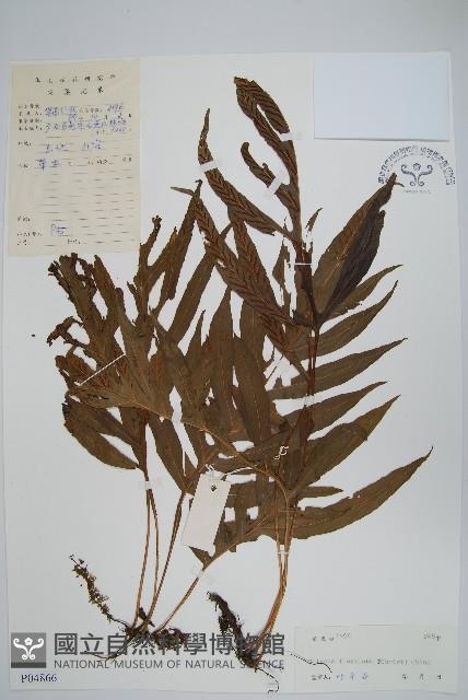 曲邊線蕨藏品圖，第1張