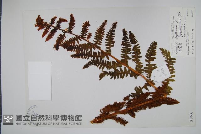 絨假紫萁、台灣絨假紫萁藏品圖，第1張