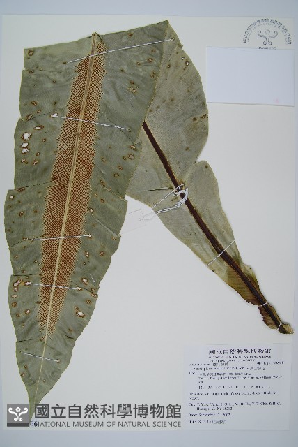 南洋山蘇花藏品圖，第1張