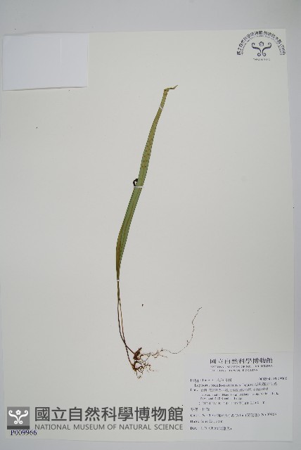 擬烏蘇里瓦葦藏品圖，第1張