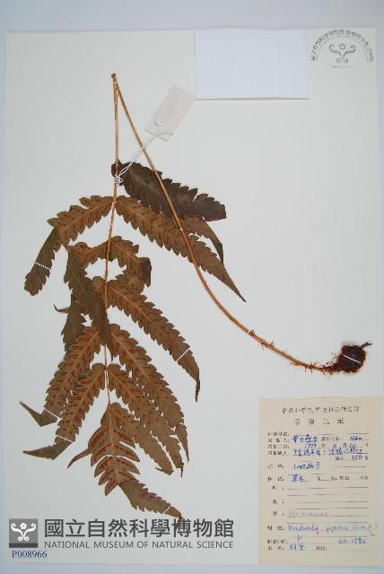 日本狗脊蕨藏品圖，第1張