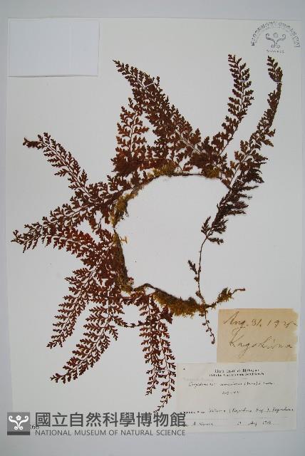 瓶蕨藏品圖，第1張