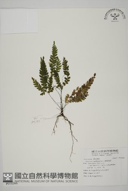 毛葉鐵線蕨藏品圖，第1張