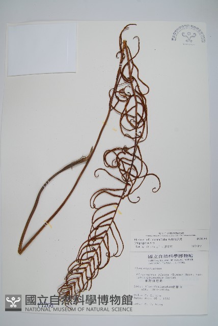 台灣瘤足蕨藏品圖，第1張