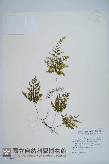 細葉蕗蕨藏品圖，第1張