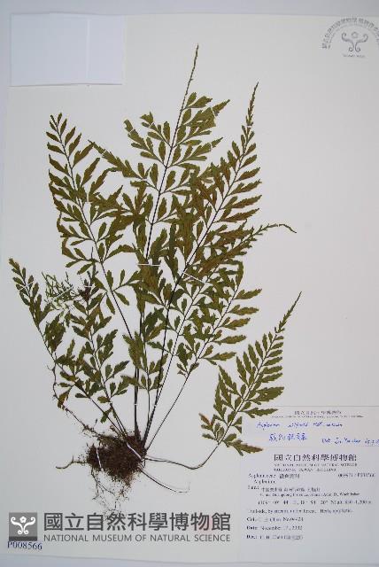 威氏鐵角蕨藏品圖，第1張