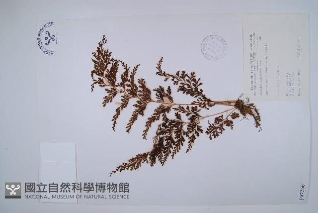 烏蕨藏品圖，第1張