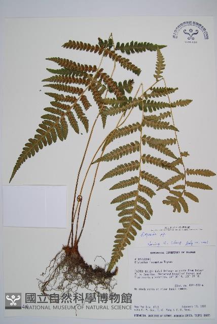 登錄號:P002946藏品圖，第1張