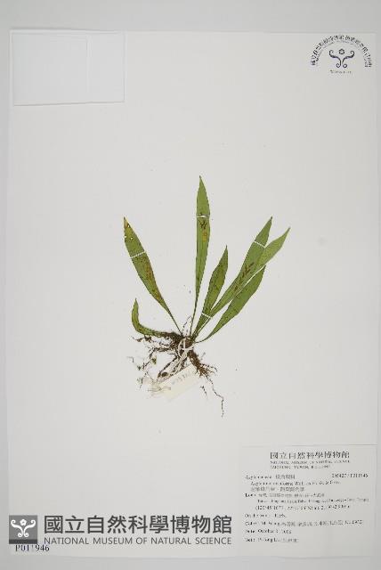 劍葉鐵角蕨、箭葉鐵角蕨藏品圖，第1張