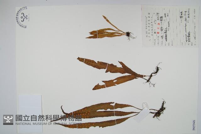 黃瓦葦藏品圖，第1張