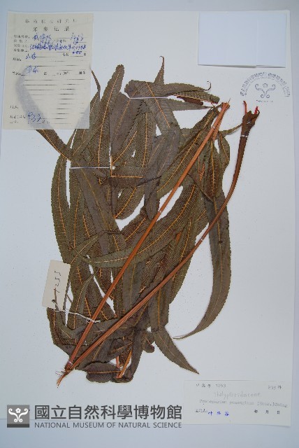 披針新月蕨藏品圖，第1張