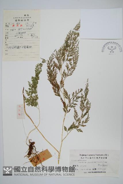 日本金粉蕨藏品圖，第1張