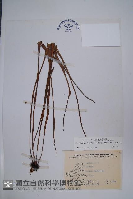 垂葉書帶蕨藏品圖，第1張