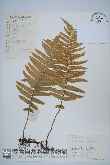 野毛蕨藏品圖，第1張