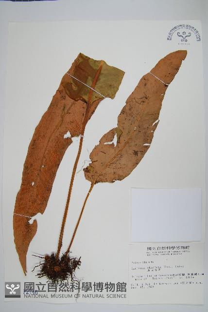 盧山石葦藏品圖，第1張