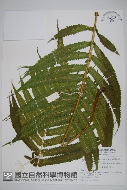 蘭嶼圓腺蕨藏品圖，第1張